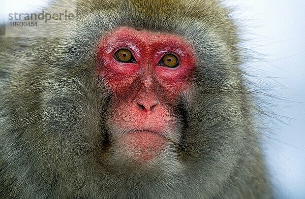 Japanischer Makake (macaca fuscata)  Portrait eines Erwachsenen  Insel Hokkaido in Japan