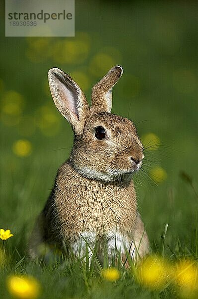 Europäisches Kaninchen oder Wildkaninchen (oryctolagus cuniculus)  Erwachsener in gelben Blumen  Normandie