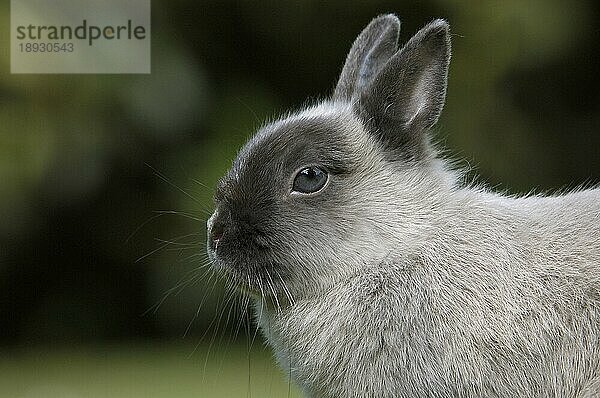 Dwarf Rabbit  Zwergkaninchen  Farbenzwerg Marder blau  Kaninchen  Hauskaninchen  profile  seitlich  side  außen  outdoor
