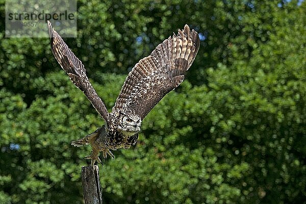 Kapuhu (bubo capensis)  ERWACHSENER  der sich vom Pfahl entfernt