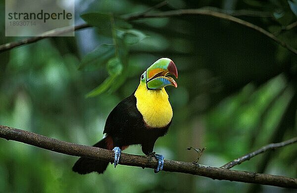 Kiefernschnabeltukan (ramphastos sulfuratus)  Erwachsener auf Ast mit geöffnetem Schnabel  Costa Rica  Mittelamerika