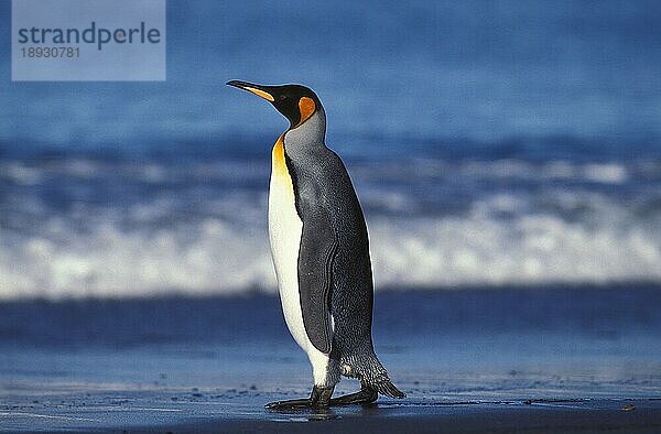 Königspinguin (aptenodytes) patagonica  Erwachsener am Strand  Salisbury Plain in Südgeorgien