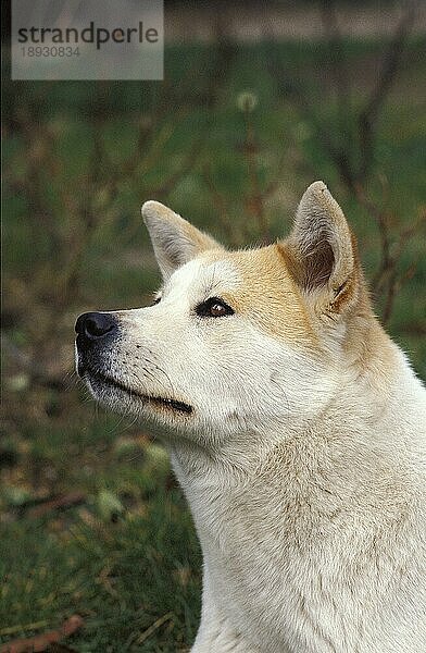 AKITA INU HUND  KOPF EINES ERWACHSENEN  DER NACH OBEN SCHAUT