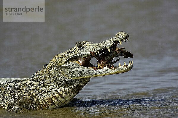 Brillenkaiman (caiman crocodilus)  Erwachsener beim Fischfang  Los Lianos in Venezuela