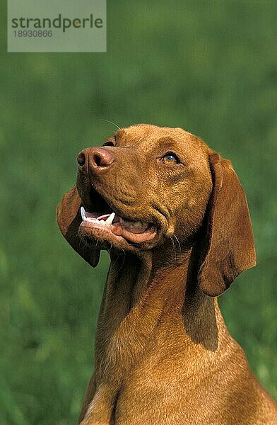 UNGARISCHER VORSTEHHUND ODER VIZSLA  PORTRAIT EINES ERWACHSENEN