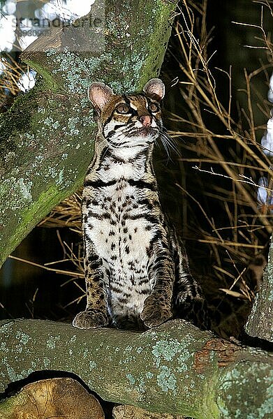 Margay-Katze  leopardus wiedi  Erwachsener auf Ast sitzend