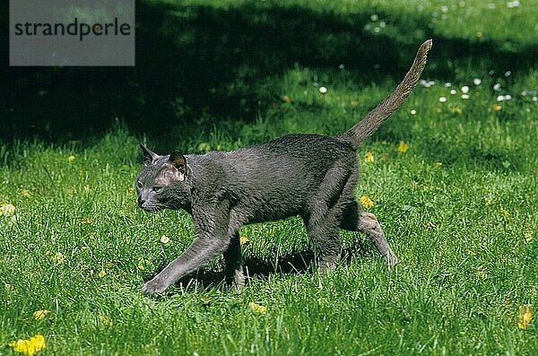 KORAT HAUSKATZE  ERWACHSEN  LÄUFT AUF GRAS