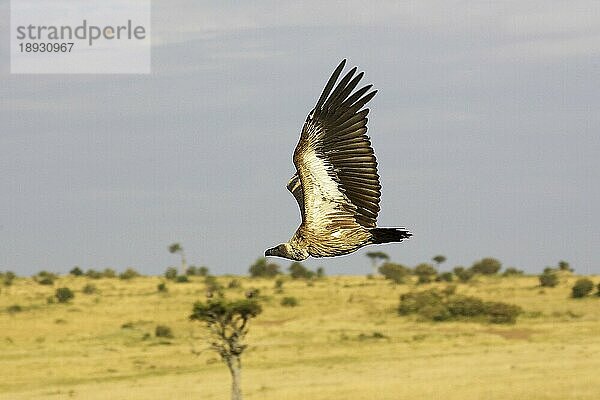 Afrikanischer Weißrückengeier (gyps africanus)  Erwachsener im Flug  Masai Mara Park in Kenia