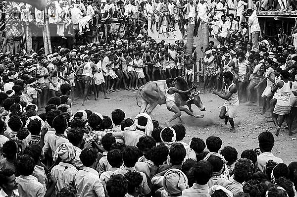 Schwarz-Weiß-Foto  Jallikattu oder Stierzähmung während des Pongal-Festes in Alanganallur bei Madurai  Tamil Nadu  Indien. Fotografiert im Jahr 1974