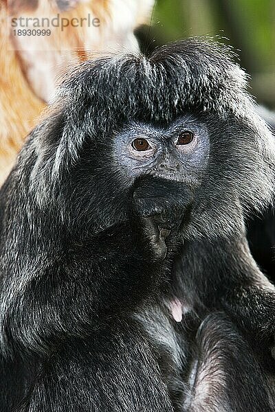 Javalangur oder Javalutung (trachypithecus auratus)  erwachsen