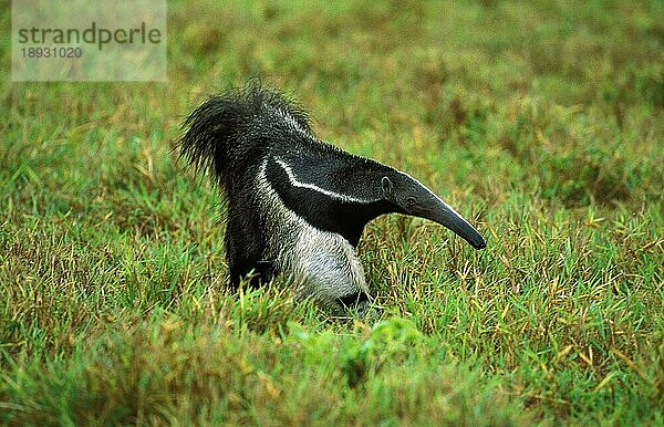 Großer Ameisenbär (myrmecophaga tridactyla)  ERWACHSENER AUF GRAS GÄNZEND  VENEZUELA