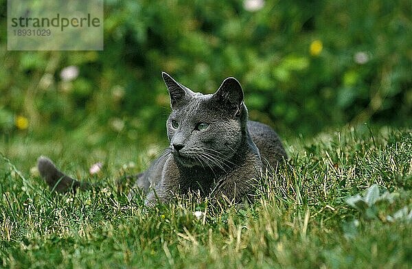 Russisch Blau Katze  Erwachsener liegend auf Gras