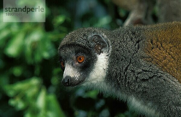 MONGOOSE LEMUR (lemur mongoz)  KOPF DES ERWACHSENEN GRÜNEN