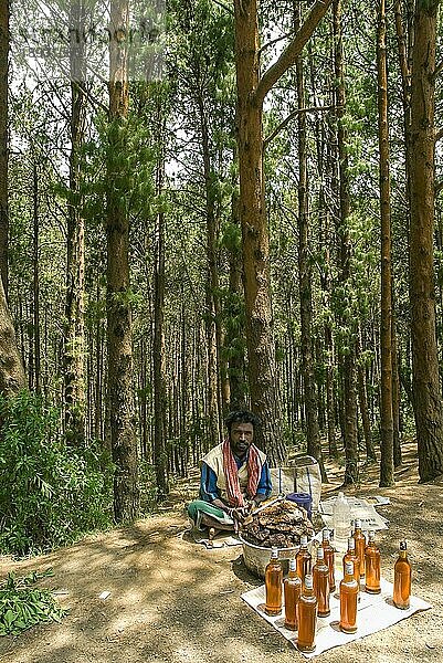 Ein Stammesangehöriger verkauft Steinhonig hinter einem Kiefernwald in der Nähe von Ooty Udhagamandalam  Tamil Nadu  Südindien  Indien  Asien