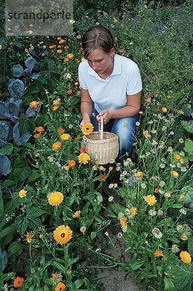 Woman harvesting Garden Marigolds  Frau erntet Gemeine (Calendula officinalis) Ringelblumen  Blumen  Gartenpflanzen Heilkräuter  Korbblütengewächse (Compositae)  Köpfchenblütler  Menschen  people