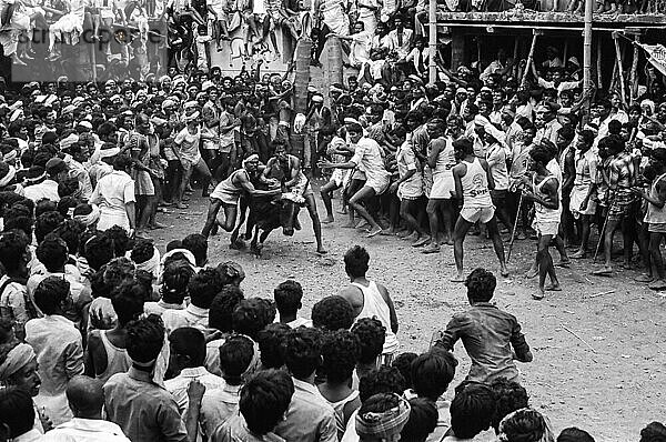 Schwarz-Weiß-Foto  Jallikattu oder Stierzähmung während des Pongal-Festes in Alanganallur bei Madurai  Tamil Nadu  Indien  Asien