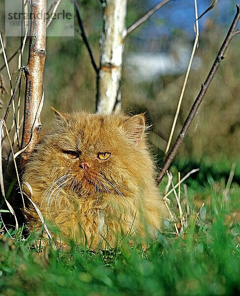 Rote Perserkatze  erwachsen  liegt auf Gras