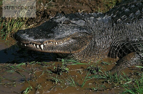 AMERIKANISCHER ALLIGATOR alligator mississipiensis  PORTRAIT EINES ERWACHSENEN