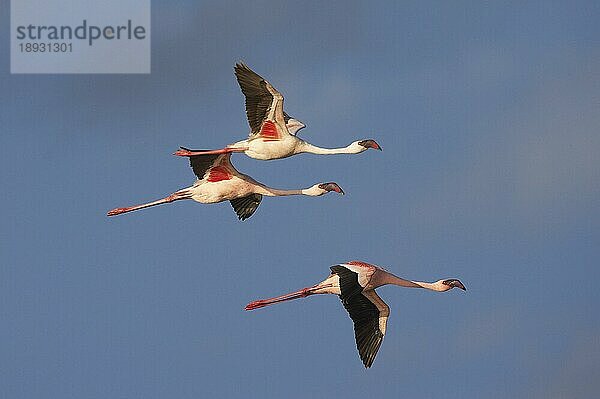 Kleiner Flamingo (phoenicopterus minor)  Erwachsene im Flug  Nakuru See in Kenia