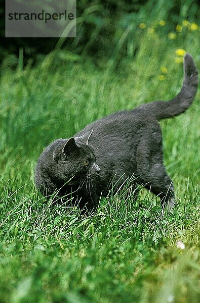 Blaue Hauskatze  erwachsen  stehend auf Gras