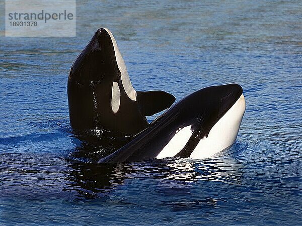 Killerwal (orcinus orca)  Erwachsene Spy Hopping  Kanada  Nordamerika