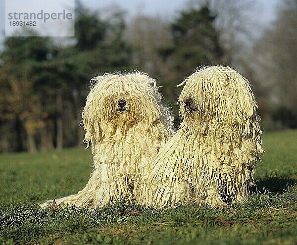 Ungarischer Puli Hund  Erwachsene sitzen auf Gras