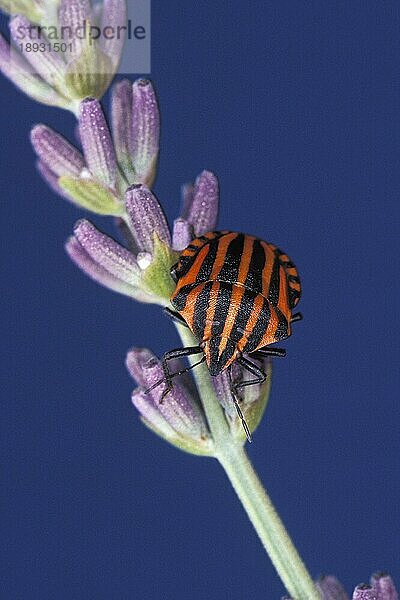 Gestreifte Schildwanze (graphosoma lineatum)  Erwachsener auf Blüte