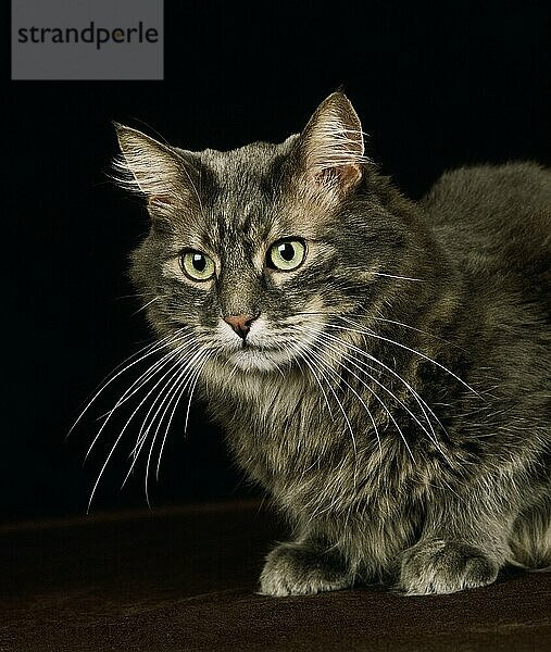 Skogkatt Hauskatze  Erwachsener vor schwarzem Hintergrund