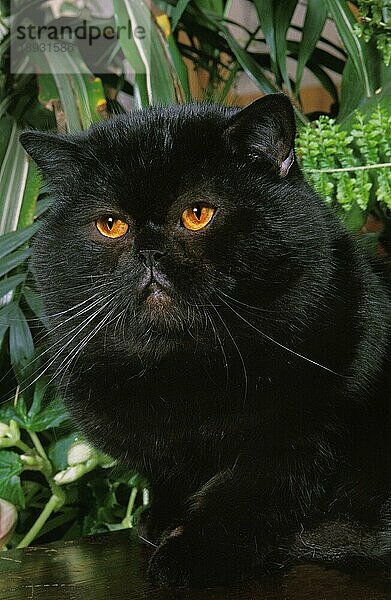 Schwarze Exotic Shorthair Hauskatze  erwachsen in der Nähe von Grünpflanzen