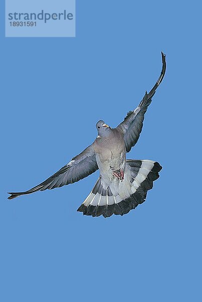 Ringeltaube (columba palumbus)  Erwachsene im Flug gegen blauen Himmel  Normandie