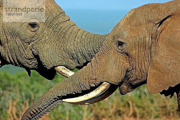 Afrikanische Elefanten in der warmen Morgensonne  Addo Elephant Park  S