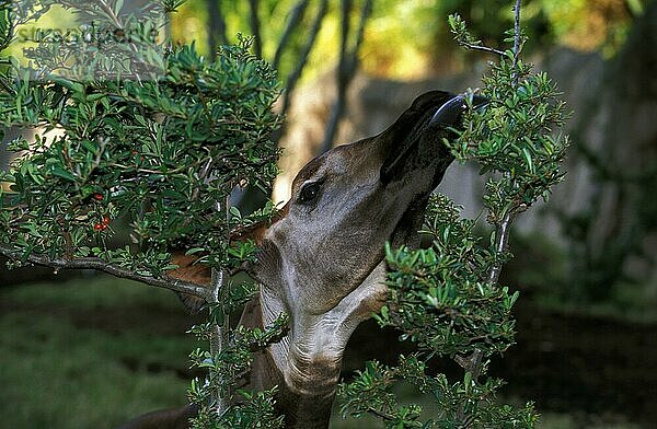 Okapi (okapia johnstoni)  Porträt eines Erwachsenen  der Blätter frisst