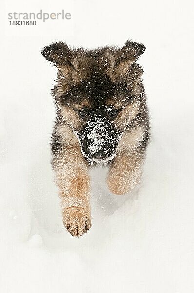 Deutscher Schäferhund Welpe  neun (9) Wochen alt  läuft im Schnee  Cochrane  Alberta  Kanada  Nordamerika