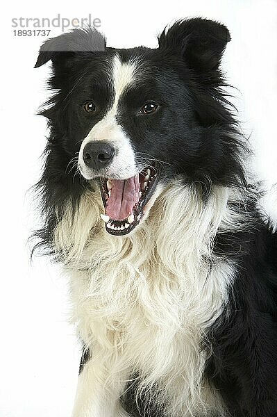 Border Collie Hund  Rüde gegen weißen Hintergrund