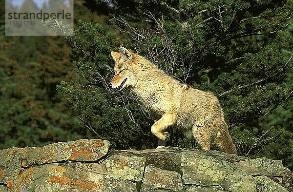 KOJOTE (canis latrans)  ERWACHSENER AUF FELSEN  MONTANA