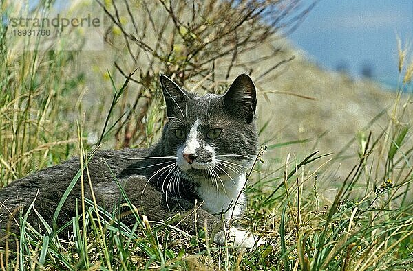 Hauskatze  erwachsen  stehend im langen Gras