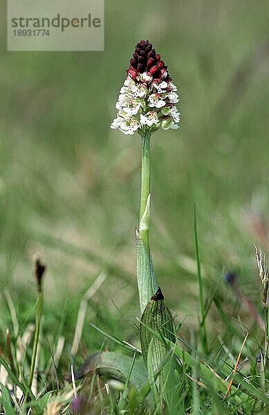 Verbranntes Knabenkraut (Orchis ustulata)  Oland  Schweden  Europa