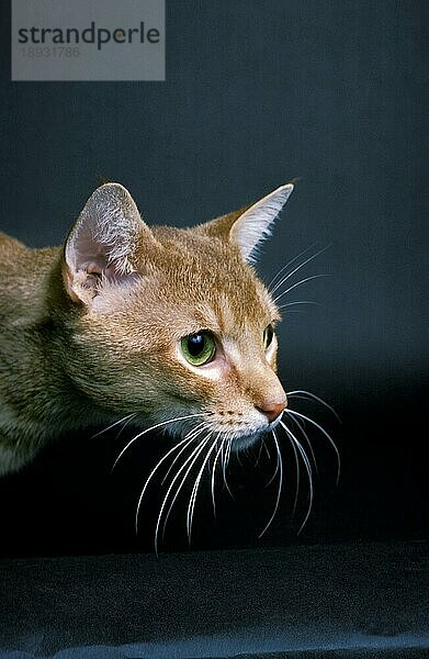 Rote Abessinier-Hauskatze  Porträt eines Erwachsenen vor schwarzem Hintergrund