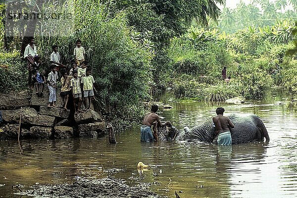 Ein Tempelelefant wird von seinem Mahut gebadet und Kinder beobachten ihn in einem Fluss in Courtalam Kutralam Kuttalam  Tamil Nadu  Südindien  Indien  Asien