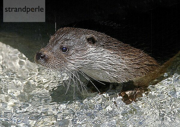 Fischotter (lutra lutra)  PORTRAIT EINES ERWACHSENEN