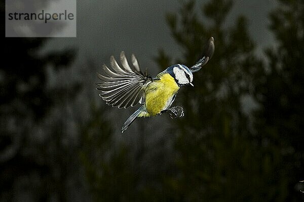 BLAUE TITTE (parus caeruleus)  ERWACHSENE IM FLUG  NORMANDISCH IN Frankreich