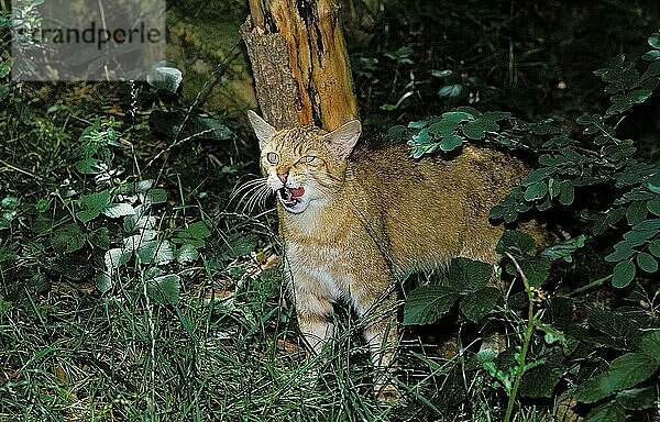 EUROPÄISCHE WILDCATTE (felis silvestris)  ERWACHSENER LECKEN