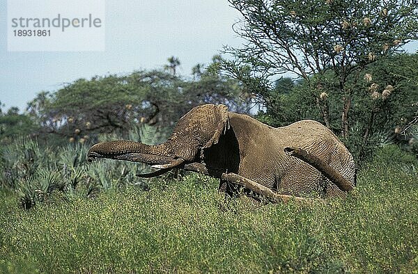 AFRIKANISCHER LEFANT (loxodonta africana)  ERWACHSENER RUBBING TREE TRUNK  KENIA