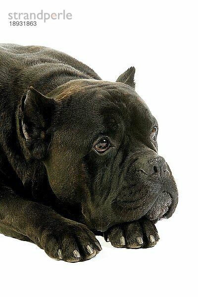 Cane Corso  Hunderasse aus Italien  Porträt eines Erwachsenen vor weißem Hintergrund