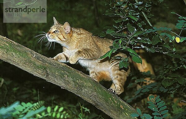 EUROPÄISCHE WILDCATTE (felis silvestris)  ERWACHSENER  DER AUF EINEM BRÜCKEN LÄUFT