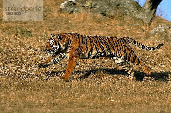 Königstiger (panthera tigris tigris)  ERWACHSENER LAUFEND