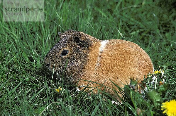 MeerRosetten-Meerschweinchen (cavia porcellus)  erwachsen  stehend auf Gras