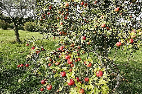 streuobstwiese Apfelbaum mit Äpfel apfel  äpfel  apfelbaum  kulturapfel (malus domestica)  malus  apples  crabapples  pommier
