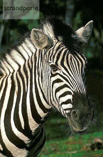 Burchell-Zebra (equus burchelli)  PORTRAIT EINES ERWACHSENEN