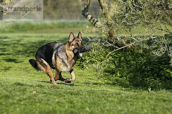 Deutscher Schäferhund  Erwachsener  auf Rasen laufend  mit Holzstab im Maul